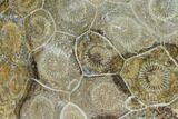 Polished Fossil Coral (Actinocyathus) - Morocco #100623-1